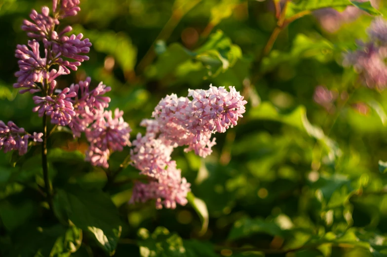 pink flowers are blooming in the sun