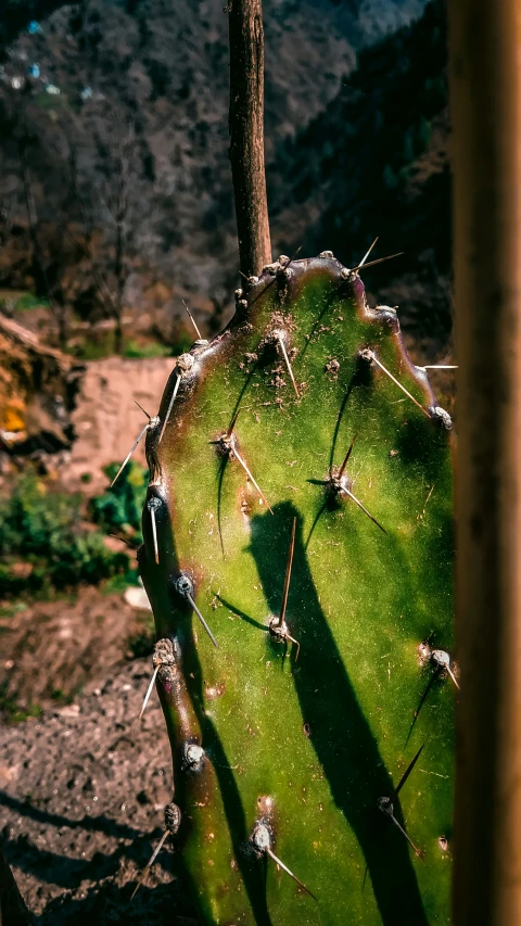 a cactus is standing still in the sun