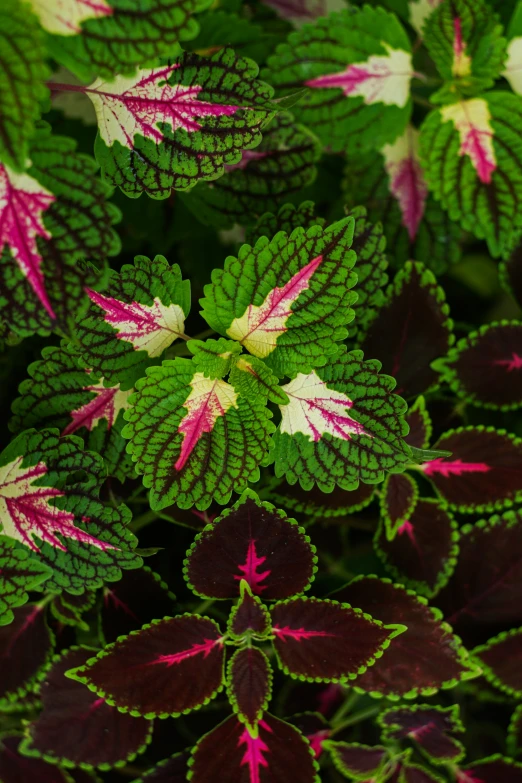 green red and white plants with dark leaves