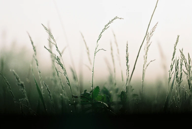 a bunch of water droplets are on a tall grass