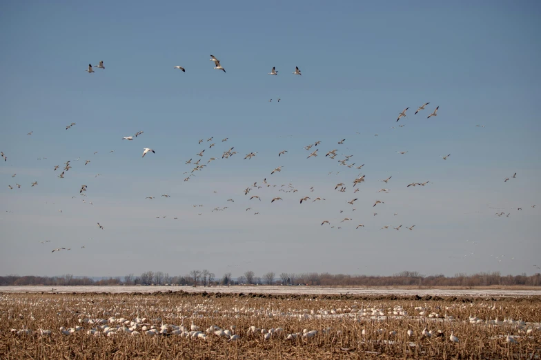 a flock of birds is flying over a field