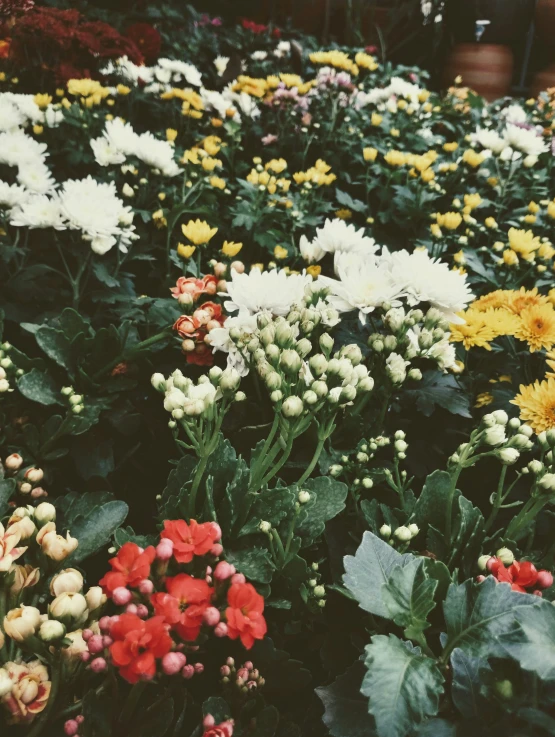 this is a large group of wild flowers