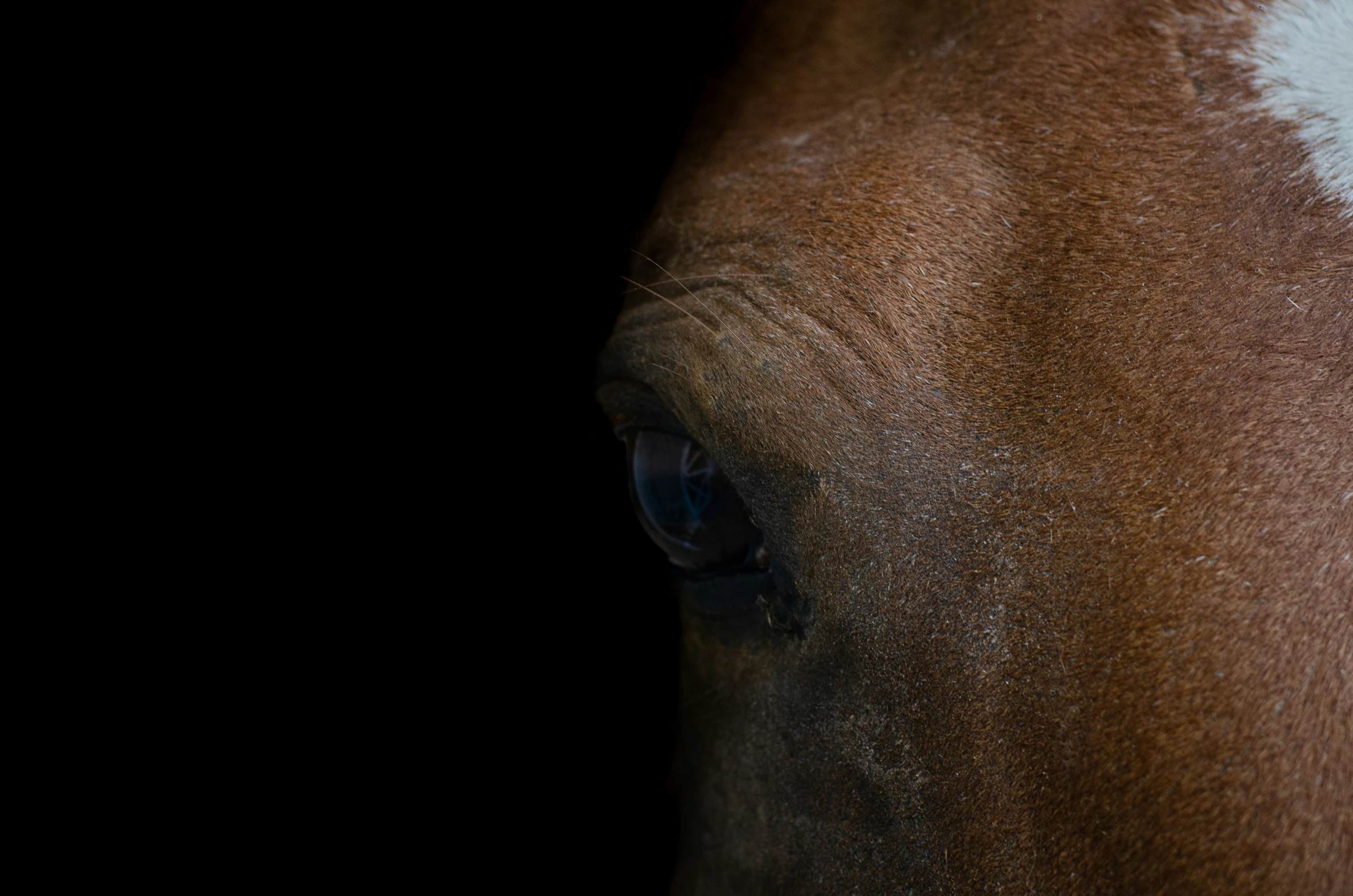 a close up view of the side of a horse's head