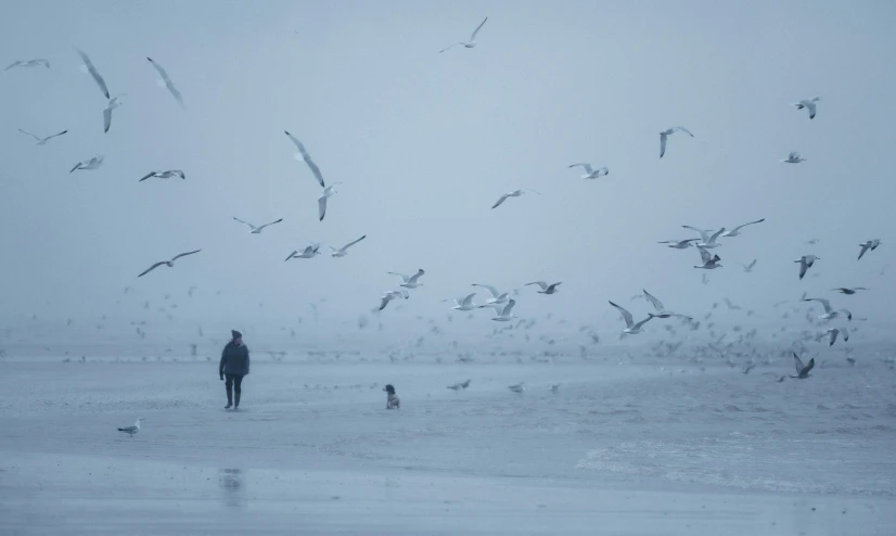 a large flock of seagulls fly over a man on the beach