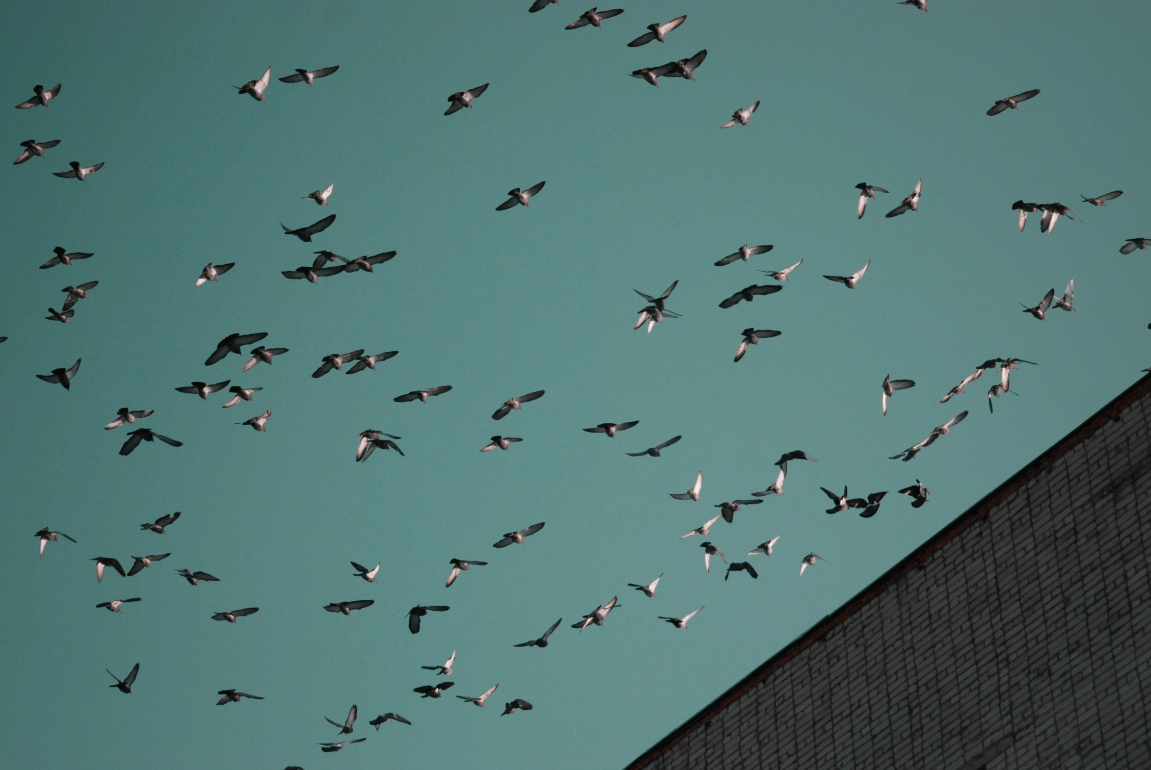 many birds in flight next to a building