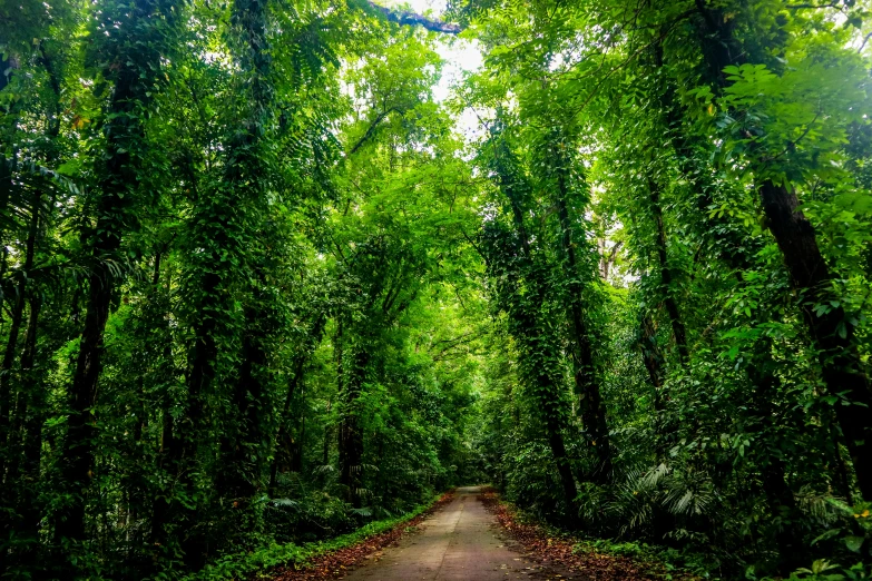 a dirt road is surrounded by lush green foliage