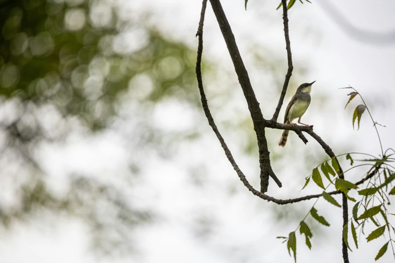 a bird on a nch with lots of green leaves