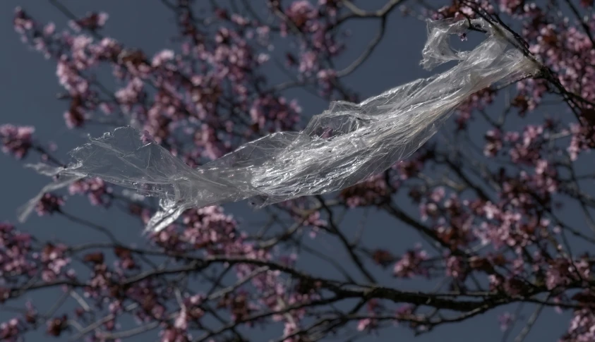 a plastic wrap wrapped around trees that have frozen and sprinkled