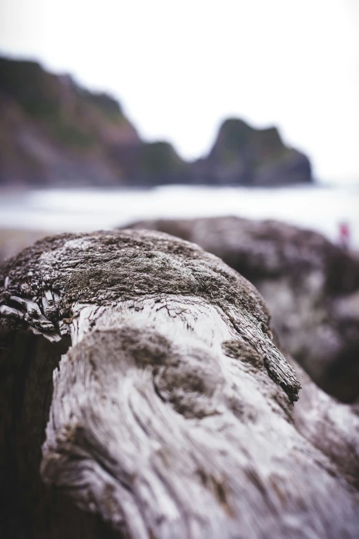 close up of a log by a body of water