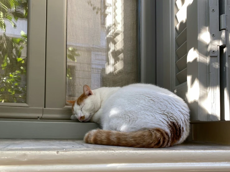 a large white and brown cat laying on a windowsill