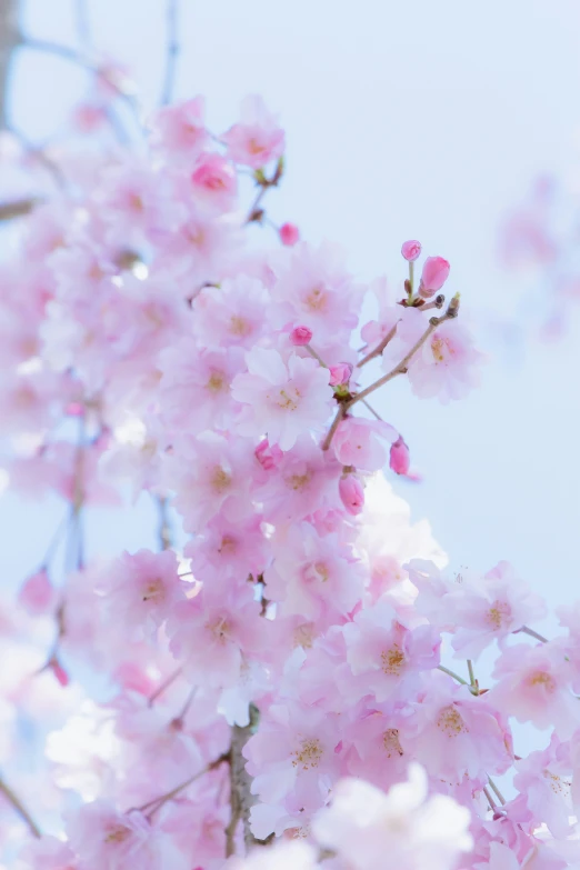 this is a pink flower in front of some blue sky