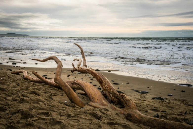 this is a tree log on a beach