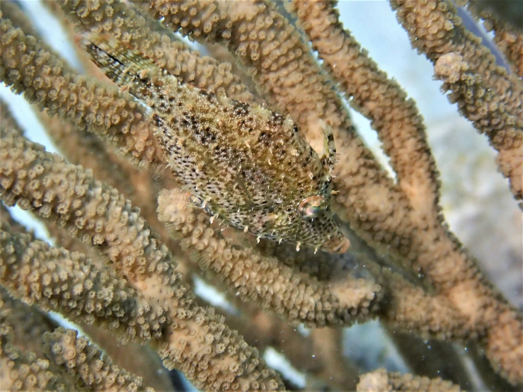 a large and small animal sitting on a coral