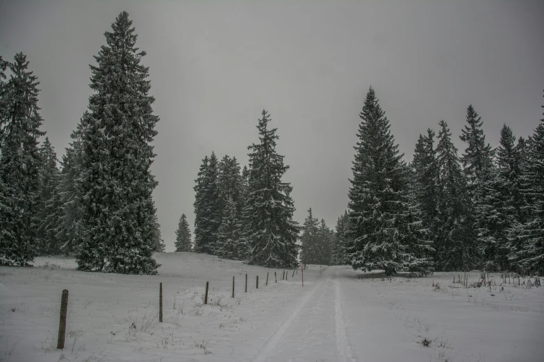 a snowy forest scene with the road being blocked by trees