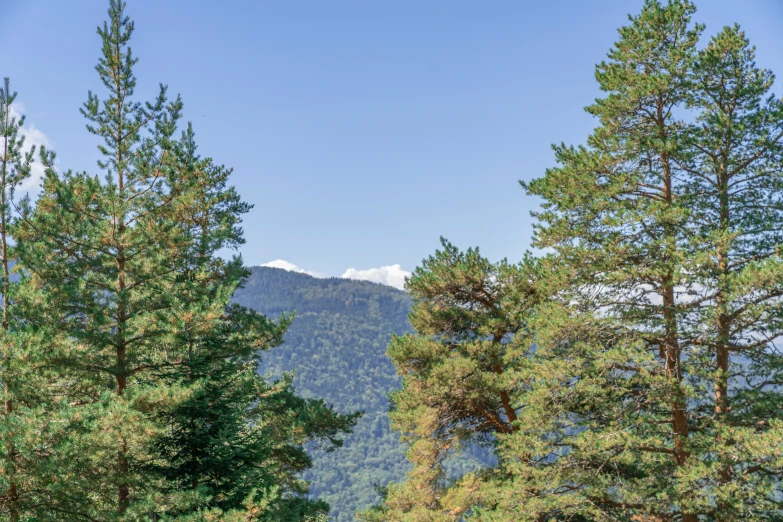 several tall trees standing around in a field