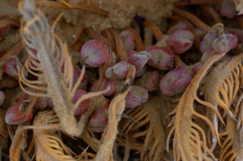 the underside of some nuts and seeds with multiple seed pods