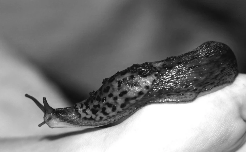 a small slug is perched on someones hand