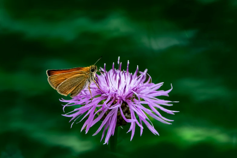 an orange erfly on a flower with a green background