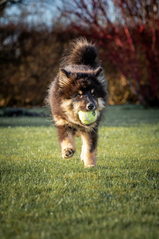 a dog runs with a ball in his mouth