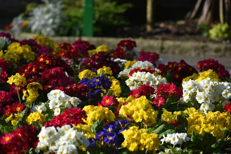 a patch of brightly colored pansies in the sun