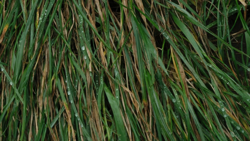 water droplets are on grass as it flows from the ground