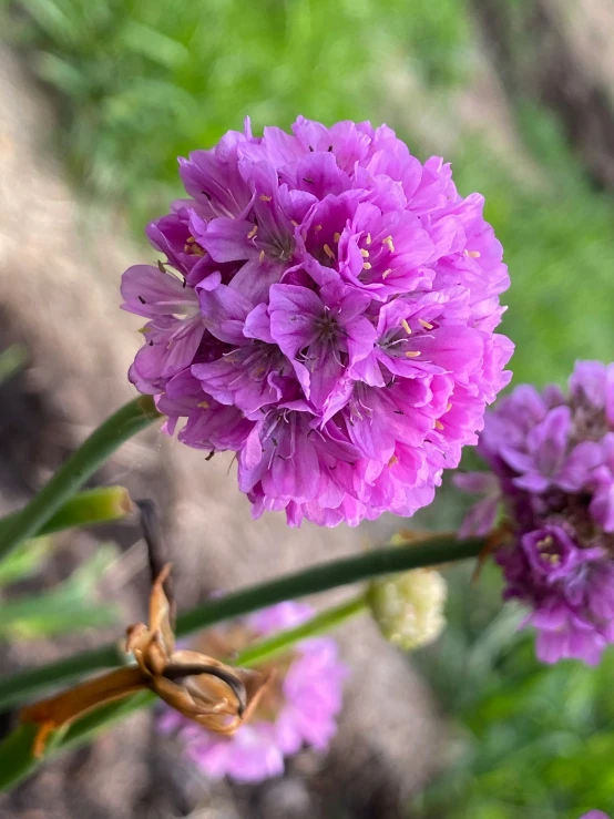 purple flowers on the ground, ready for 