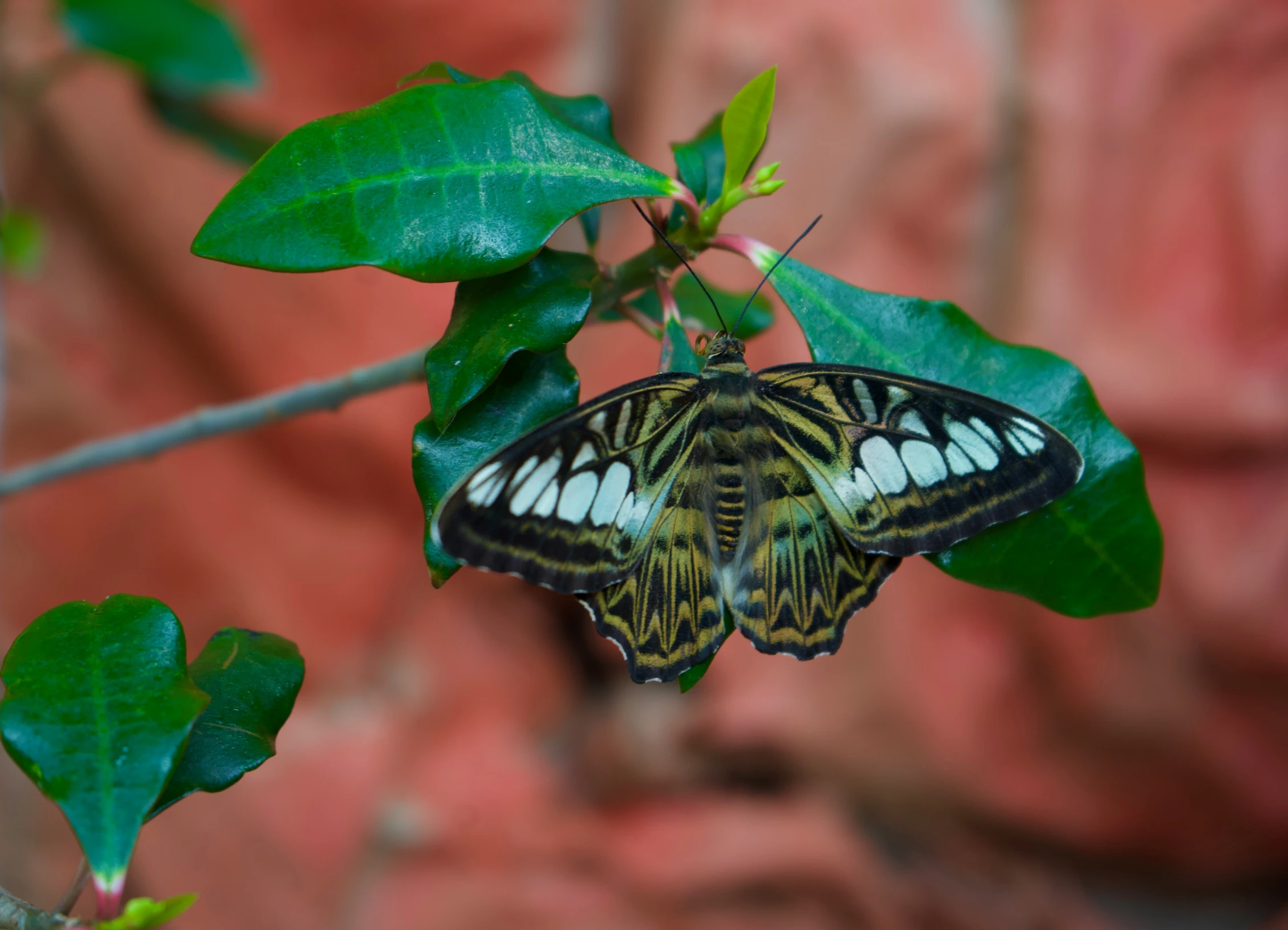 a multicolored erfly perched on a green leaf