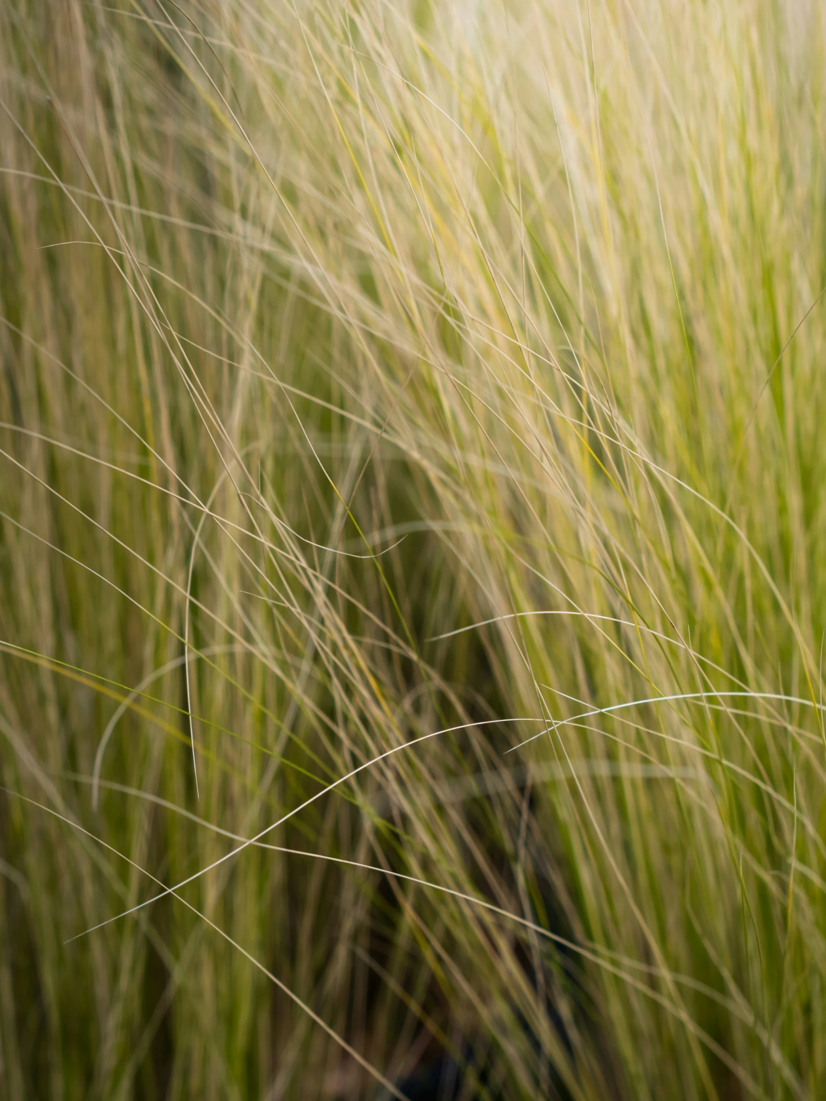 a tall grass field with a blurry background