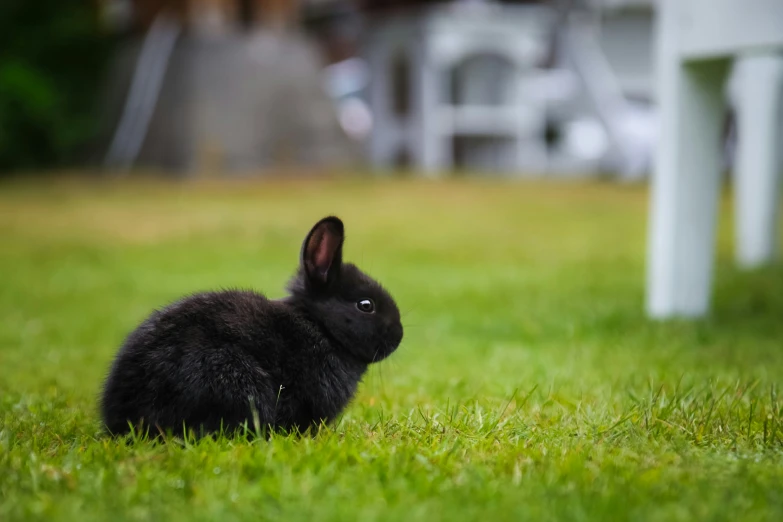 the bunny is sitting on the grass next to the bench