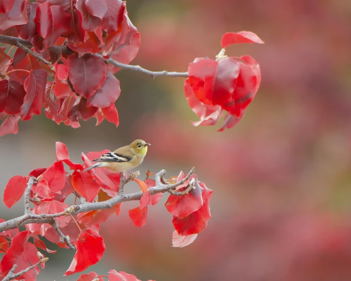 a bird sits on a nch full of red flowers