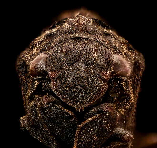 the insect is covered in all of its intricate brown feathers