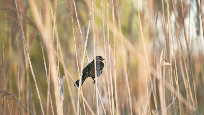 a black bird perched on top of a dry grass field