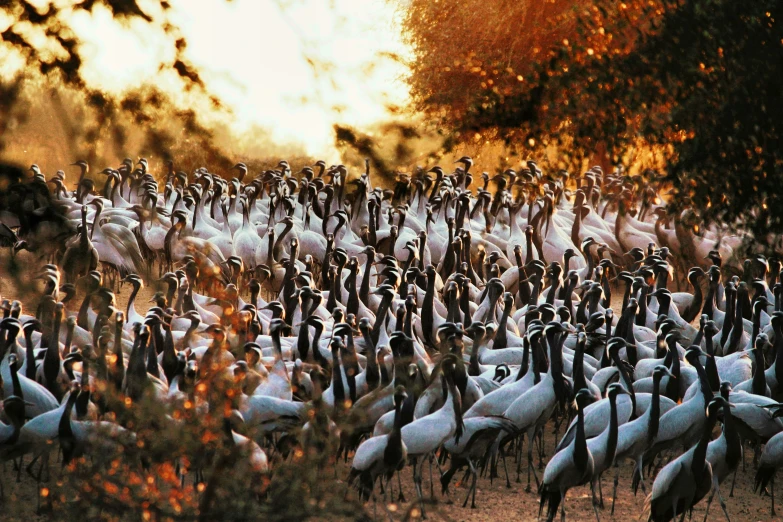 the large group of birds are all grouped together