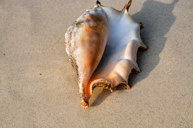 a very pretty shell with some kind of object