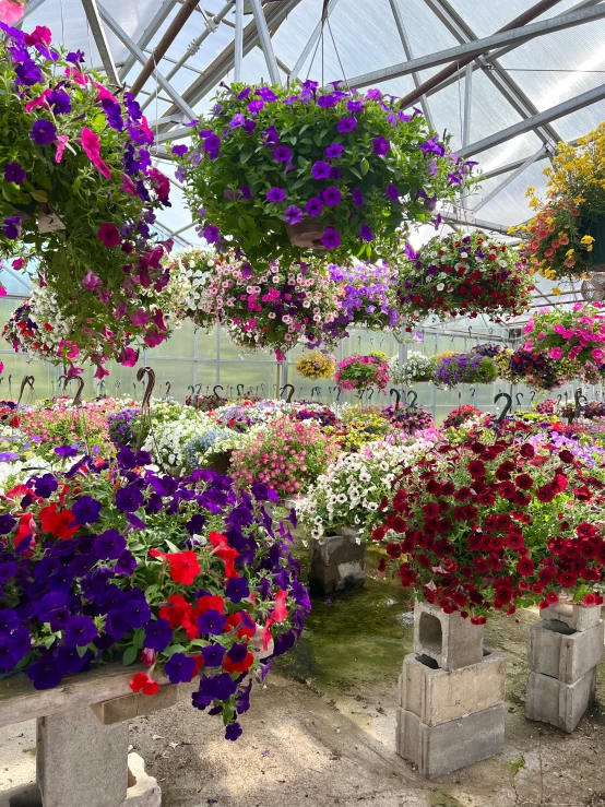 lots of flowers growing in a greenhouse at the base of a tree