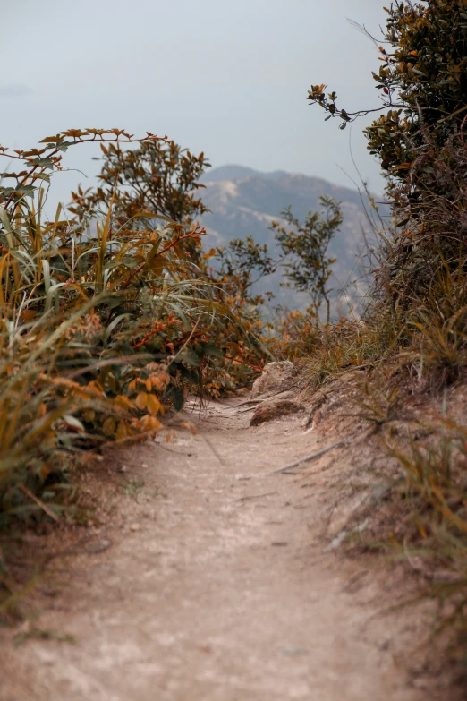 a path leads up a hill to a mountain