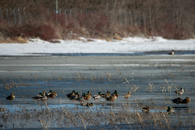 a group of ducks floating in water next to grass