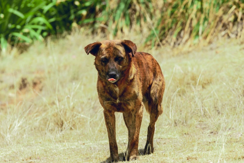 a big brown dog with tongue out standing in a grassy field