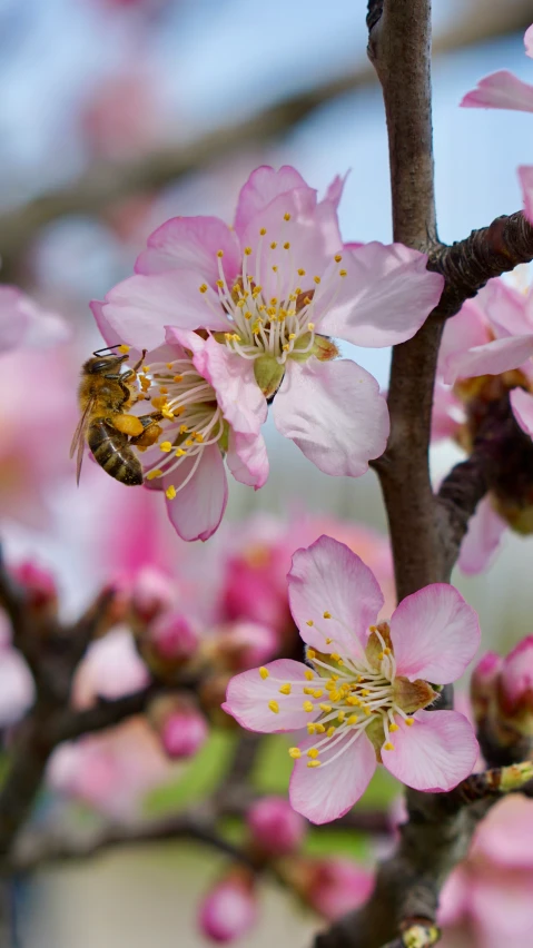 a honey bee that is on a nch of some kind