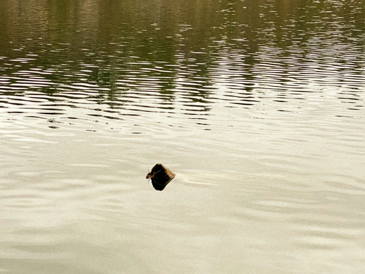 a big brown bird floating in the water