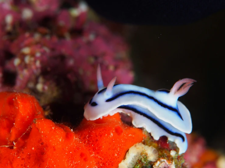 a white and black nudi fish sitting on a coral