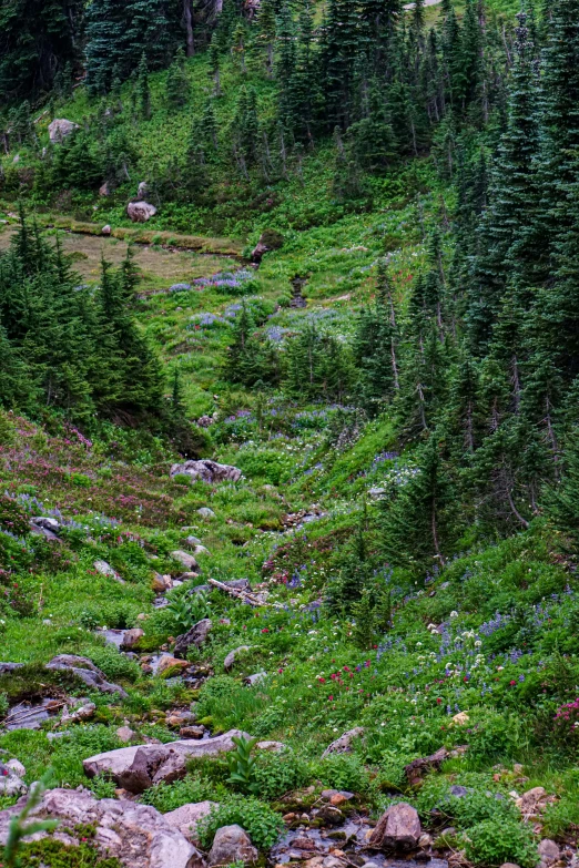 a small mountain stream winds through a dense green forest