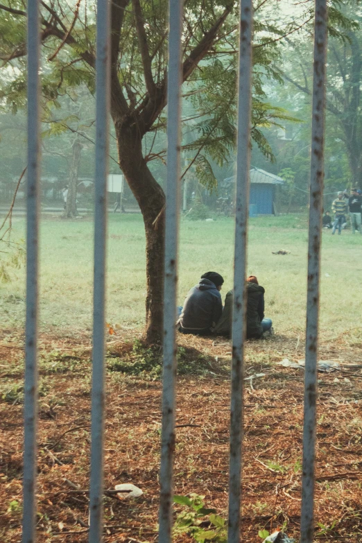 two black bears are sitting in the grass