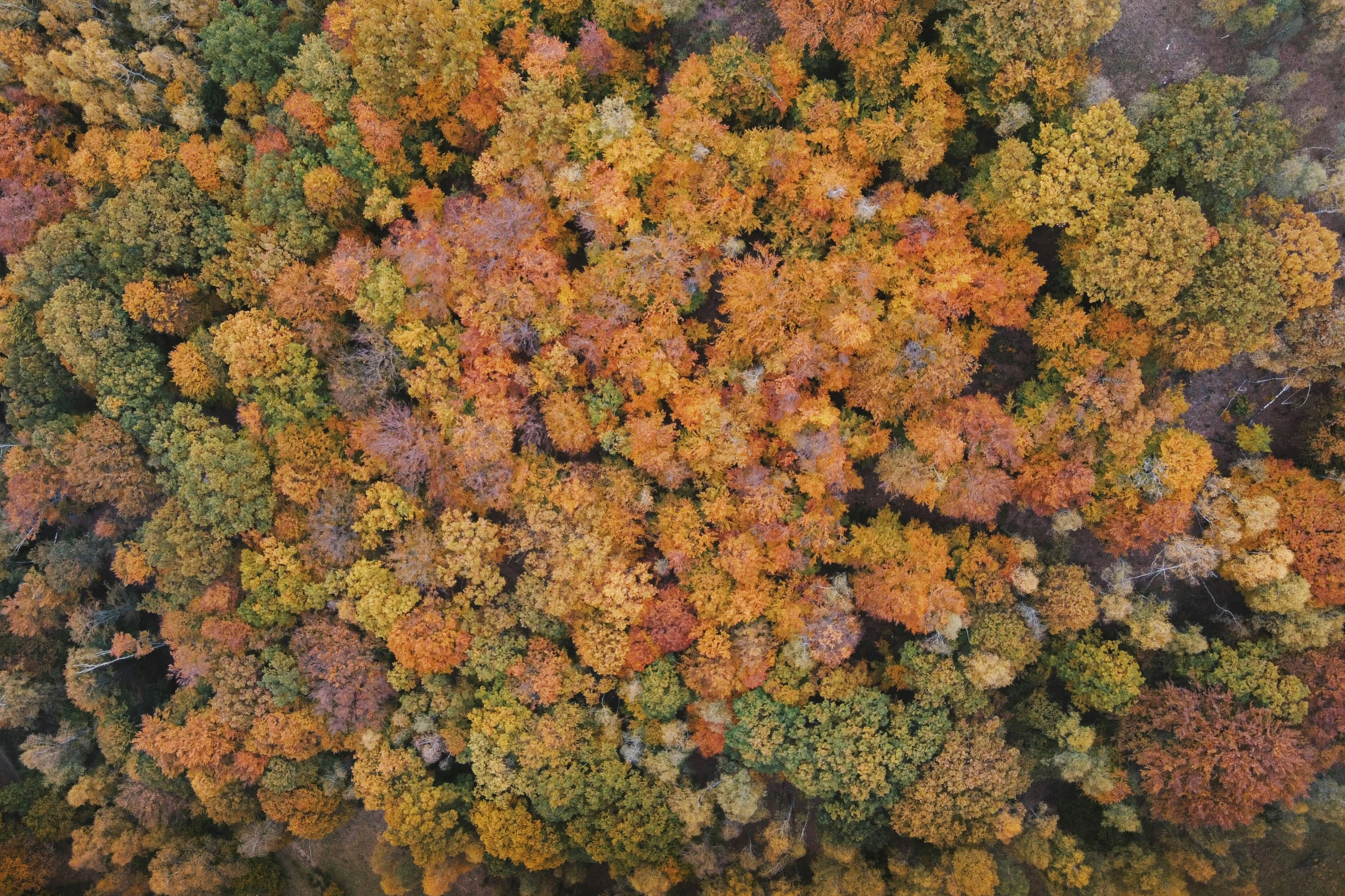 a group of trees are surrounded by autumn foliage