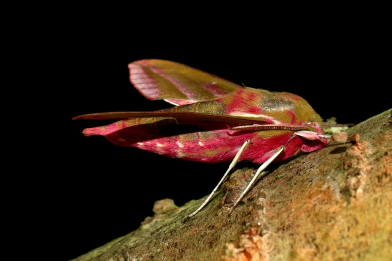 red and white moth on rock with dark background