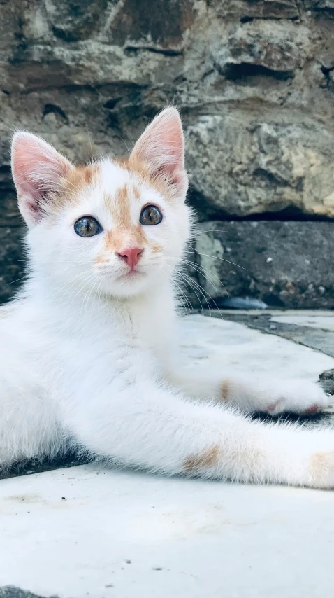 a close up of a cat laying on the ground