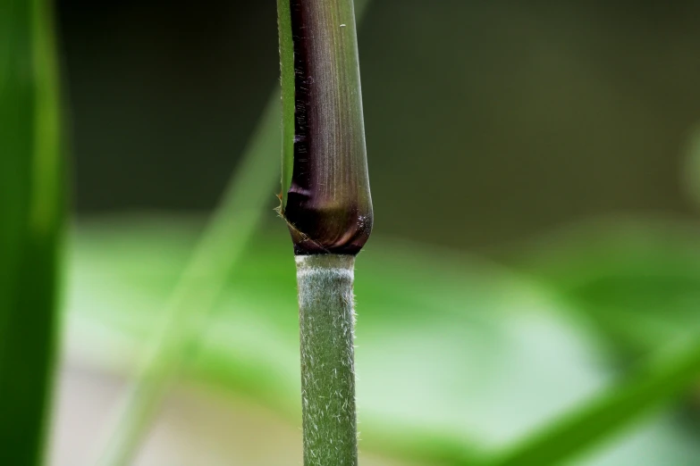 the side of the tall bamboo plant is covered in water droplets