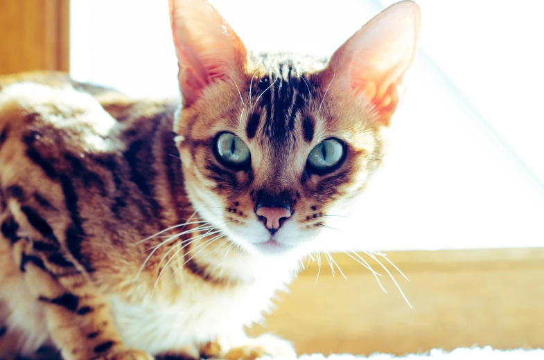 a tiger cat looking in the camera with blue eyes