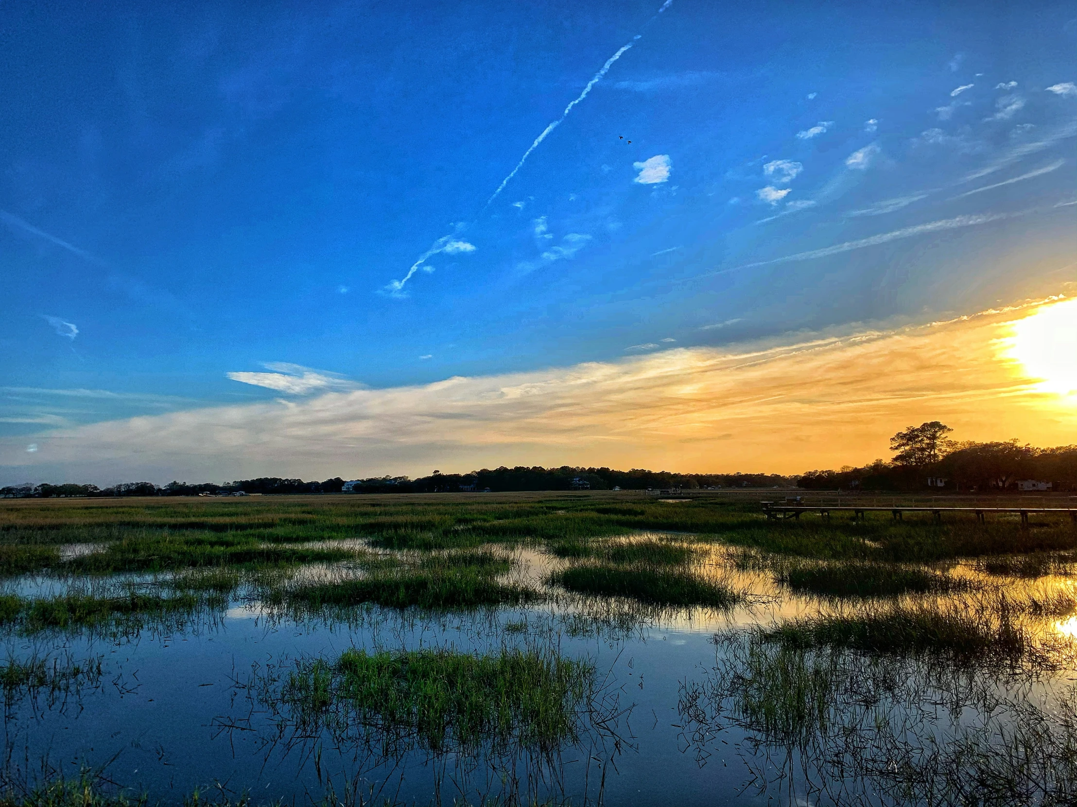 a field with water and green plants at sunrise