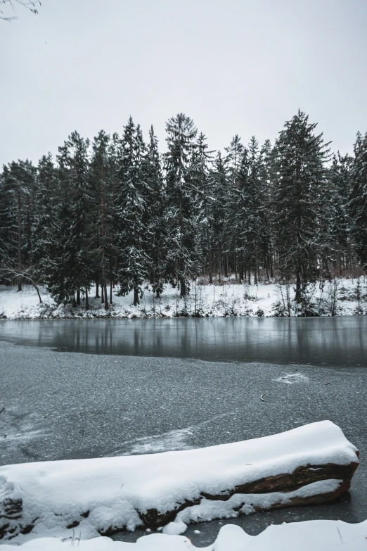 a view from a snowy shore of a wooded area